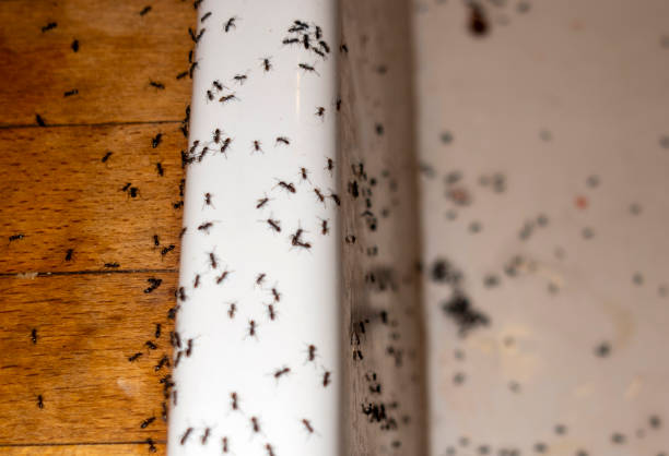 Best Wildlife Control Services  in Pendergrass, GA